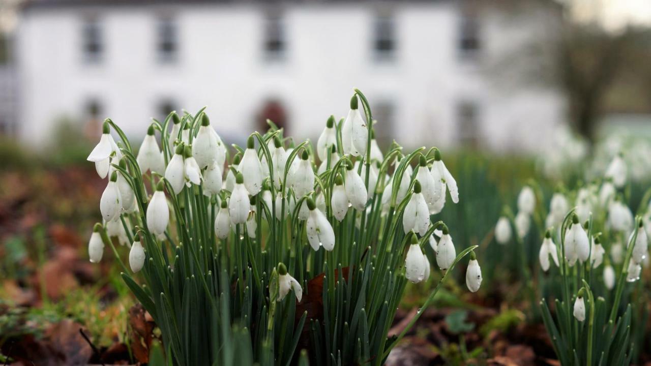 The Old Rectory Donard Lejlighed Dun Ard Eksteriør billede